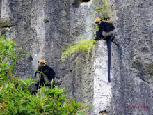 The monkeys