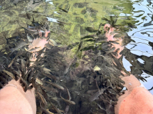 Fish massage
